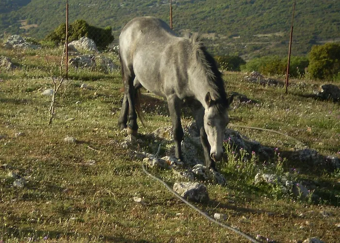 Hotell Arachovitika Kalivia Karyes